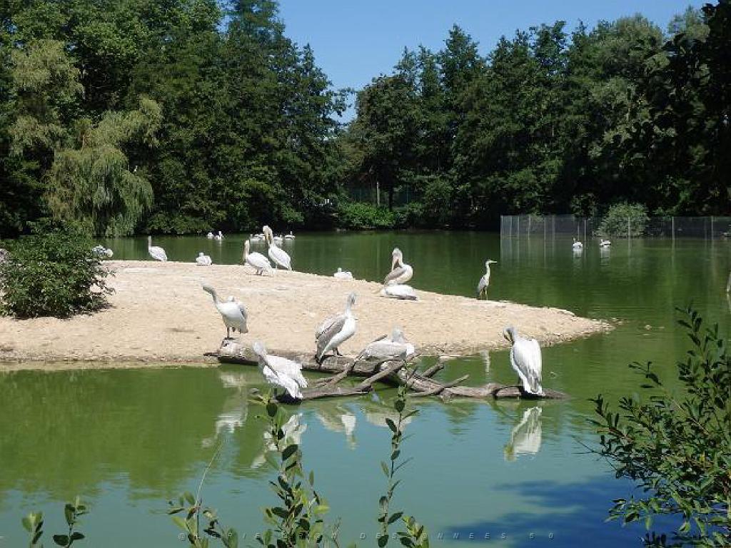 101PARC AUX OISEAUX DANS L AIN 2016 1_000023.jpg